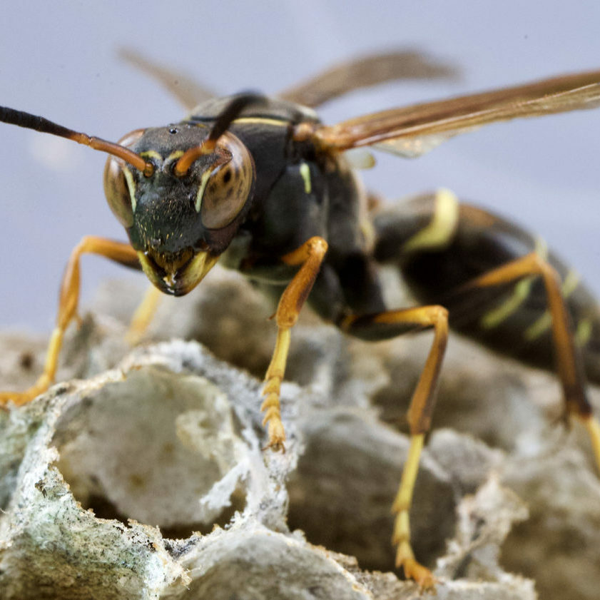 paper wasps bee & wasp conrol