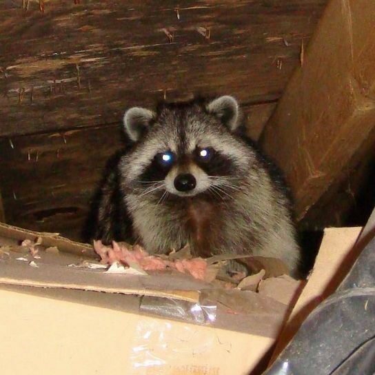 raccoon in attic animal control wildlife control texas pest control
