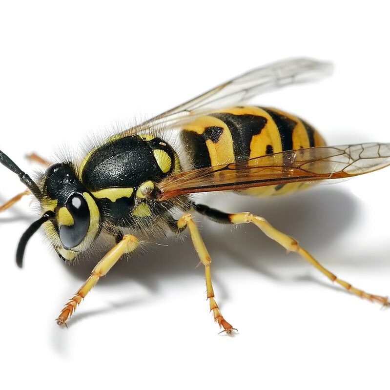 yellowjacket bees and wasps